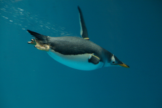 Polar Penguins!